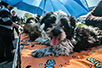 At the fair in Ruma (Photo: Želјko Sinobad)